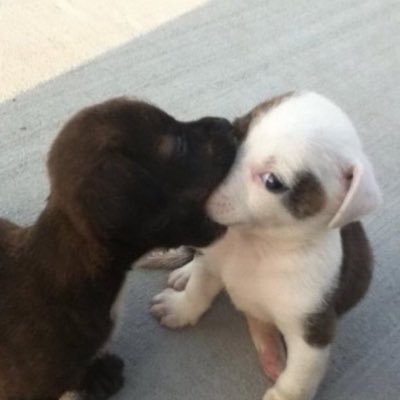 primebric's profile picture. deactivated 9x this brick