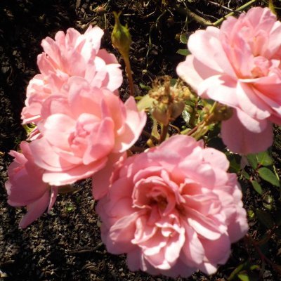 UKbornCdn's profile picture. Beausejour riding of Dominic Leblanc Liberal MP
Mum Who Works @GlobalBEM 
On Bitchute Odysee Youtube Soundcloud Blogger
Censored off Facebook LinkedIn Instagram