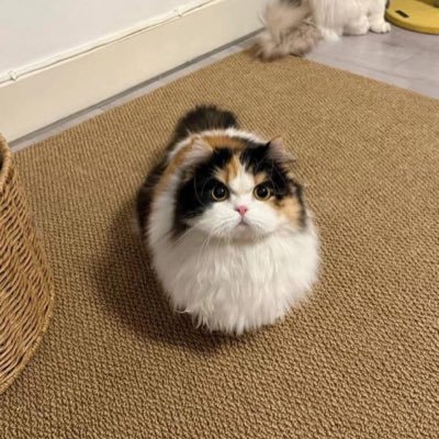 sagittaric's profile picture. code → debug → nirvana → swe → omni-reader