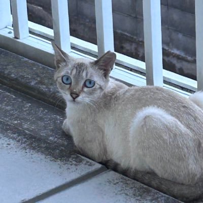 music_chocomint's profile picture. おんがくだいすき