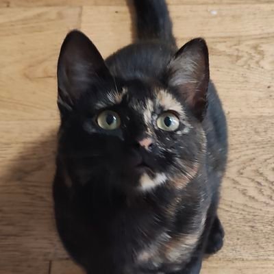 Dokaii's profile picture. freelance observer from 🇫🇷

AscensionTN 
Challengers France
ESLCN
LaCoupe
KCX4
VCT Spotlight Series - EMEA
more ...

former @aaagaming press

contact@dokai.fr