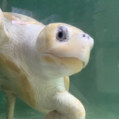 alanaagudelo's profile picture. no soy de aquí… ni soy de allá