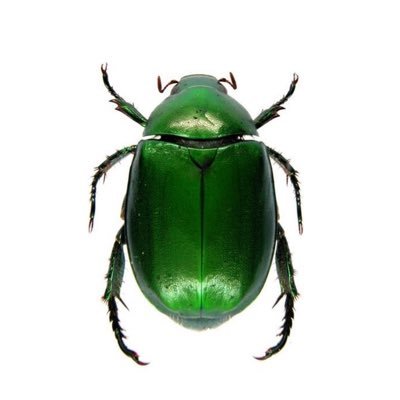 caterw1llow's profile picture. Italian Aubrey Plaza and red wine giver