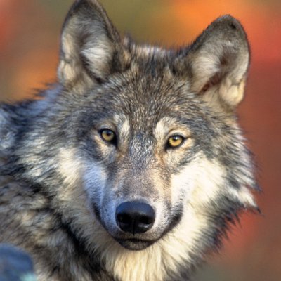 greywulf's profile picture. Living on the edge. Fell off.

https://t.co/QiisKo8suq
https://t.co/PANDiae378