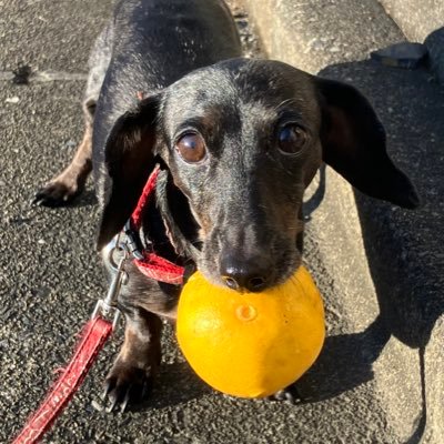 hoshi_mayako's profile picture. 