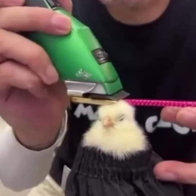 Ligums__'s profile picture. 