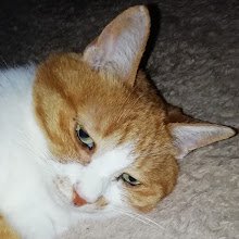 6270t's profile picture. 遊戯王デュエルリンクス
DuelLinks　ID　
987-068-374
IQ71
アスペルガー
療育手帳持ち
Yahoo掲示板
宝くじ
株式投資2019〜
清掃員
通信制高校卒
片親家庭出身
喫煙者
地下労働施設勤務　
子供部屋おじさん