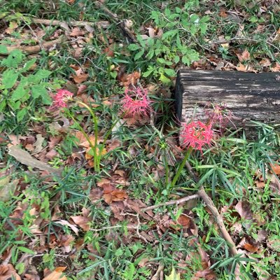 petit_saki1126's profile picture. 雑多な趣味垢