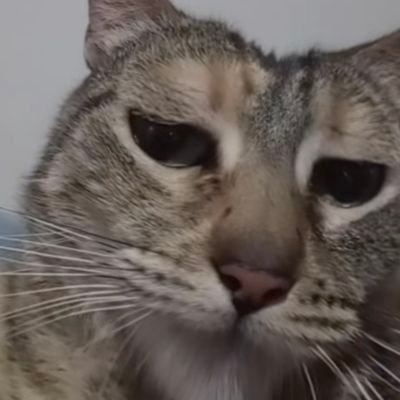 himenonomura's profile picture. Just another insect if u ask me