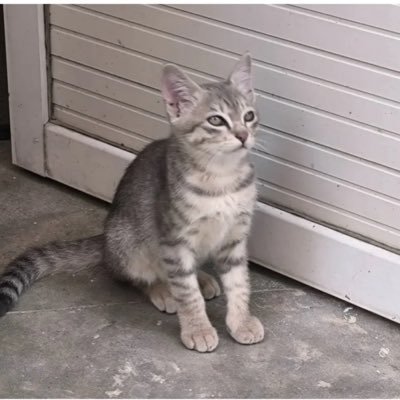 SatishDhakal9's profile picture. hmmmmmmmmm