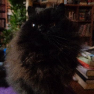 HoneyHimbeer's profile picture. We are all rescues from the same shelter in Berlin. Training of our new hooman in progress. Dear Bommel 1991-2019, Titus 2011-2025.