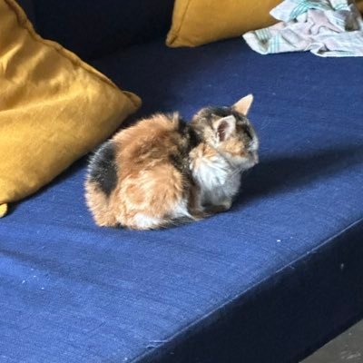 thomates34's profile picture. le frèro de l’hurluberlu