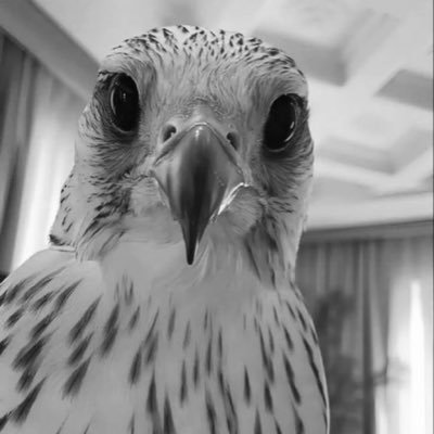 niiil89's profile picture. ياصقر واهنيّك لك جناحٍ تطير لا طرى لك نزعت وطرت يمّ الهوى