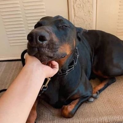 KnottingM67545's profile picture. lover of Dogs 🐕