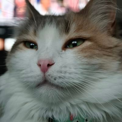 84RJS's profile picture. 