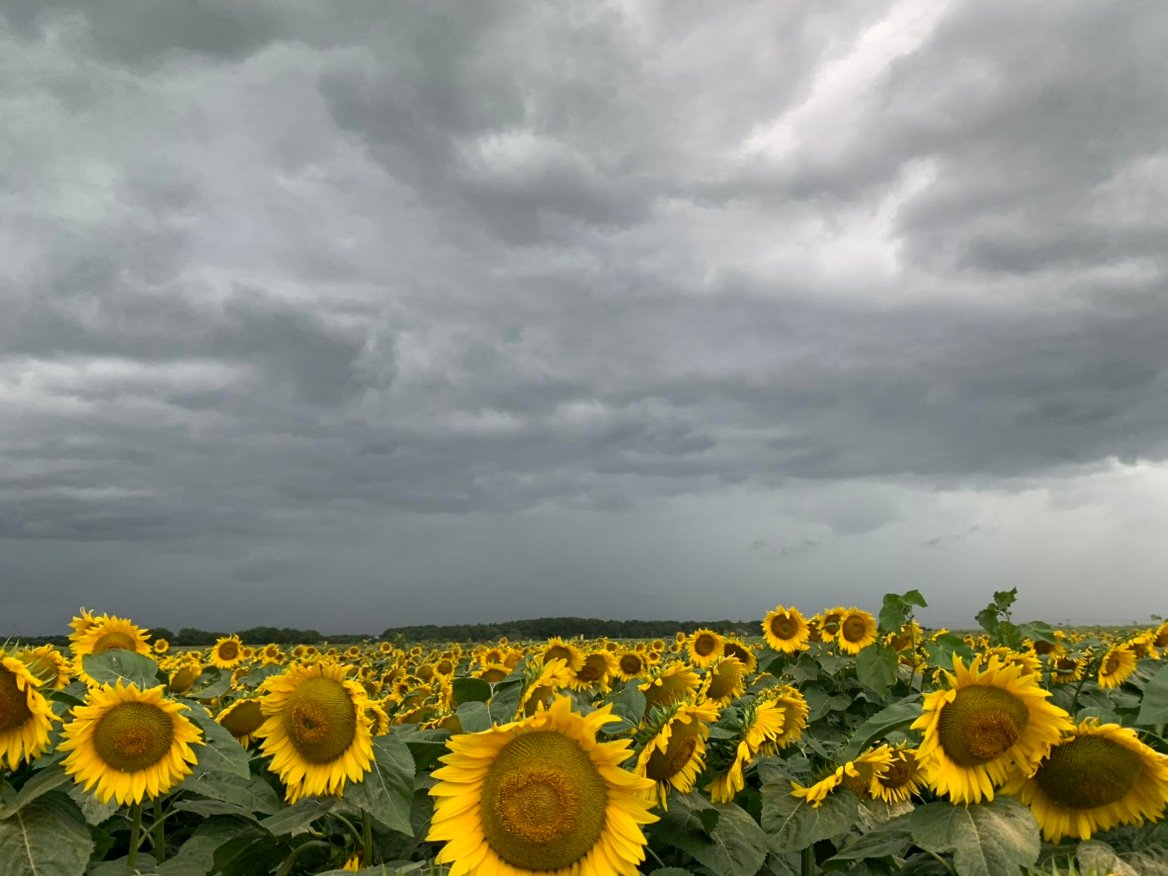 LjNzAlV's profile picture. 