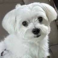 sheeiiiiiiiiii's profile picture. 