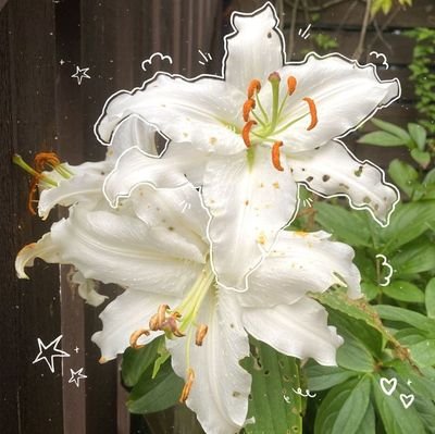 Misomar19's profile picture. 