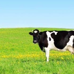 tigaudesyo's profile picture. あったかくしいや