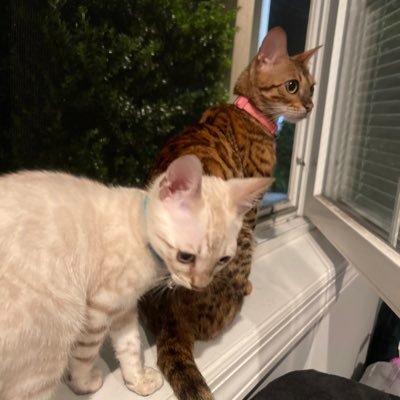 foreignbengalss's profile picture. 