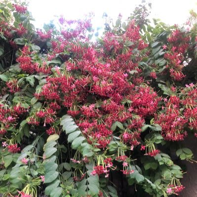 lilaccshadow's profile picture. small garden, big dreams 🌠 ar/en