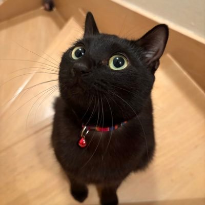 Azuki9318's profile picture. 2024.3.22お迎え✧︎*。保護猫あずき（女の子）です╰ᘏᗢゆる〜くふわっとした日常をお届けできればなぁと思います👍フォローもらえると喜びます(๑•̀ㅂ•́)و✧にゃま🐾ᵕ̈⚠︎あやしい垢はかたっぱしからブロックにゃ⚠︎