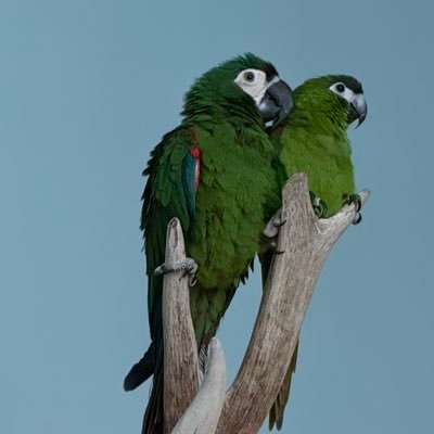 friiedaaaaaa's profile picture. strong convictions loosely held