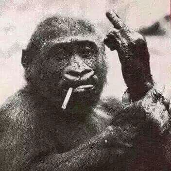 zhmtvrstm's profile picture. 