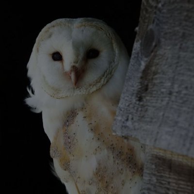 spiralingzone's profile picture. Vertigo, vertigo
High stakes, popped ears