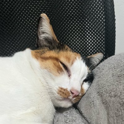 Leo95850774's profile picture. 