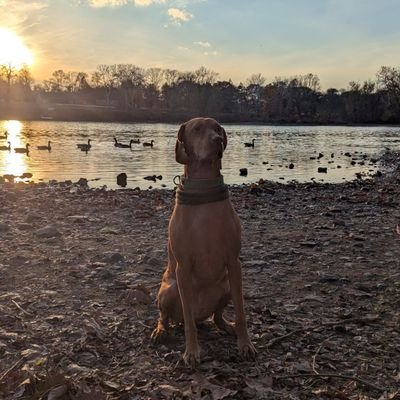 hyperscaleintel's profile picture. 