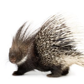 porcupineex's profile picture. Engineering Construction works |Civil & Highway 🛣 | Buildings Designer 🏘