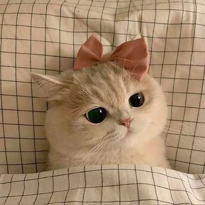 miuwayam's profile picture. 