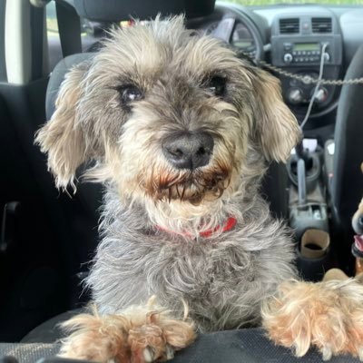 raflescabrera's profile picture. un reportero es un vago que así gana dinero   raflescabrera@gmail.com