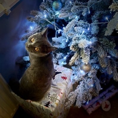 ____ros_a_lind's profile picture. ꪶꪮꪀꫀꪶꪗꪶꪮꪊꪀᧁꫀ 📻🖤🎼