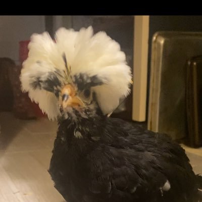 CrisesManufac's profile picture. Sharing my thoughts so that my digital twin is as accurate as possible. Grok thinks I’m poultry. Veteran. CIRCUMCISION IS EVIL. ABORTION KILLS A HUMAN BEING.