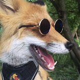 Voxzythevoxxy's profile picture. 