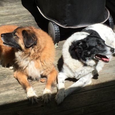 OldGreggRussell's profile picture. I saw the best minds of my generation destroyed by The New York Times.