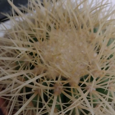 KSGDamian95's profile picture. 