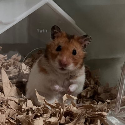 hori_hikari's profile picture. 