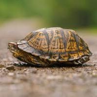 LongLiveBoogati's profile picture. Rare, dying breed 😘💕 God’s fave🙌🏾