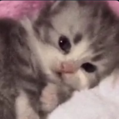 breImu's profile picture. 28