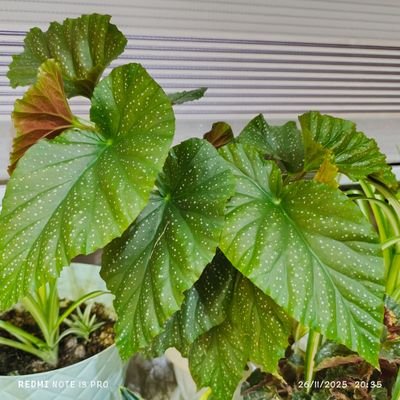 sanjaghakebishe's profile picture. عاشق سرزمینم🇮🇷