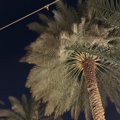 mss1q's profile picture. 