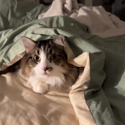 catsouthere's profile picture. 3 Musketeers but they’re all fluffy kitties