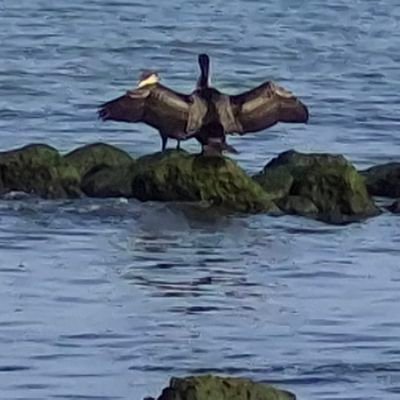 GhAli1965's profile picture. 