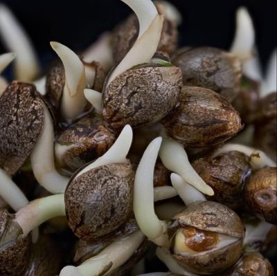 cannacrib186260's profile picture. Join and Click our telegram channel group below,  if you're interested in getting some of my  good genetic products,  we do have seeds and clones available 👇👇