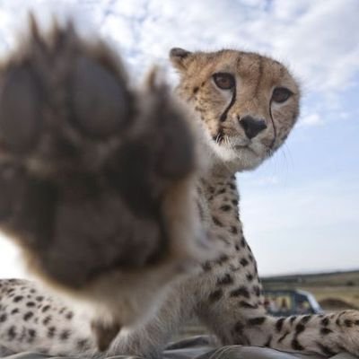 Gucci_6o's profile picture. 