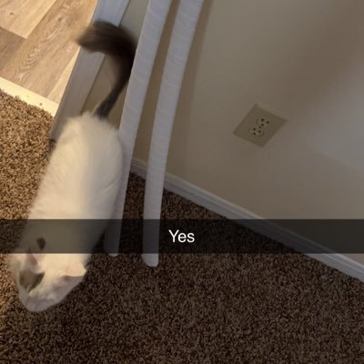 _ftgirl's profile picture. |21|