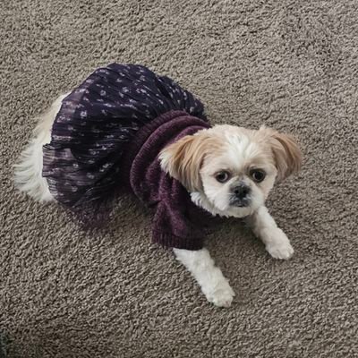 FinonMardee's profile picture. Christ Is King ~ Anti~Communist ~ Pro Constitution 🇺🇸 Pureblood 🇺🇸 MAGA 16' 20' & 24' 🇺🇸   💔😇 Daddy's Girl  🙏 😇 Soulmate 💔 😇  WWG1WGA  
     DM = 🚫